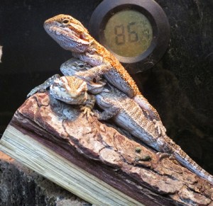 Example of what happens when you let a friend borrow your camera during your book signing at PetSmart: random lizard pics!