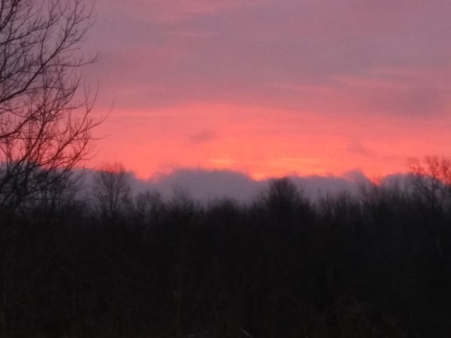 A pink sunrise with purple clouds and trees on the horizon.